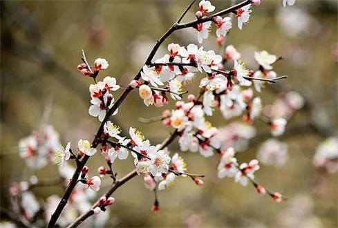 吃喝玩樂不遠(yuǎn)行，帶你一卡游濟(jì)寧！濟(jì)寧旅游惠民卡送您一個(gè)春天（附辦卡攻略）